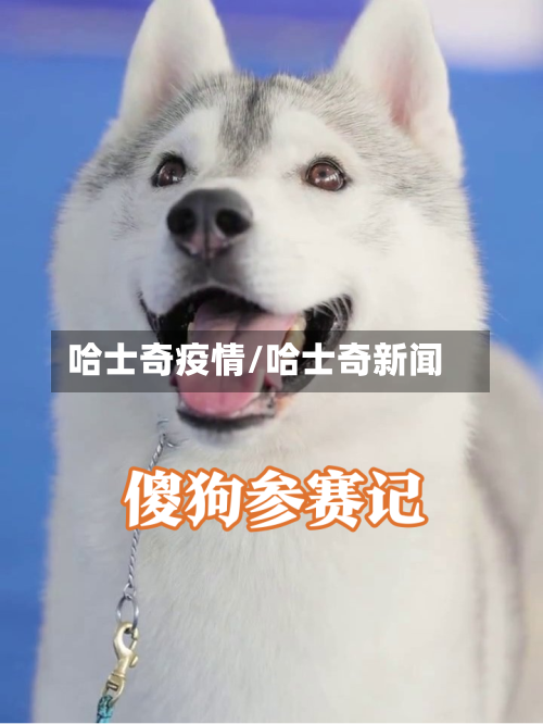 哈士奇疫情/哈士奇新闻-第1张图片