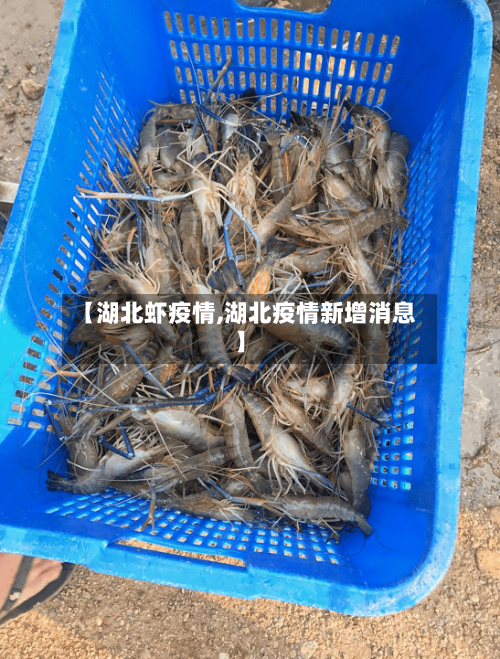 【湖北虾疫情,湖北疫情新增消息】